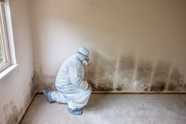 Best Local Mold Removal Service  in New Kensington, PA
