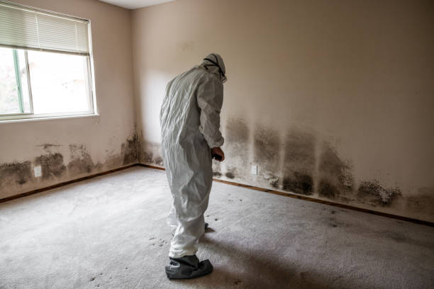 Best Mold Damage Repair  in New Kensington, PA