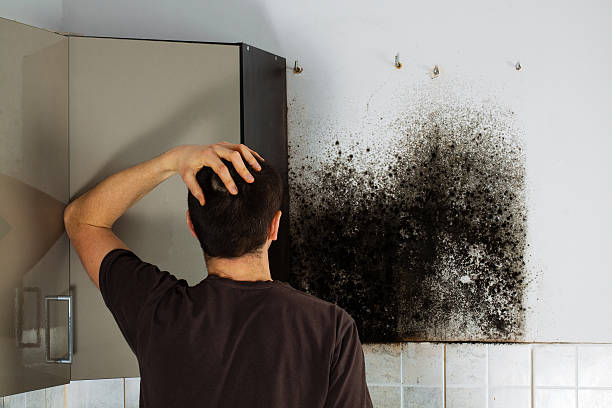 Best Mold Removal Company Near Me  in New Kensington, PA