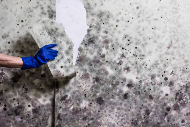 Mold Removal and Inspection in New Kensington, PA