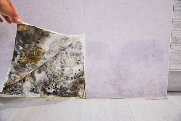 Best Mold Testing  in New Kensington, PA